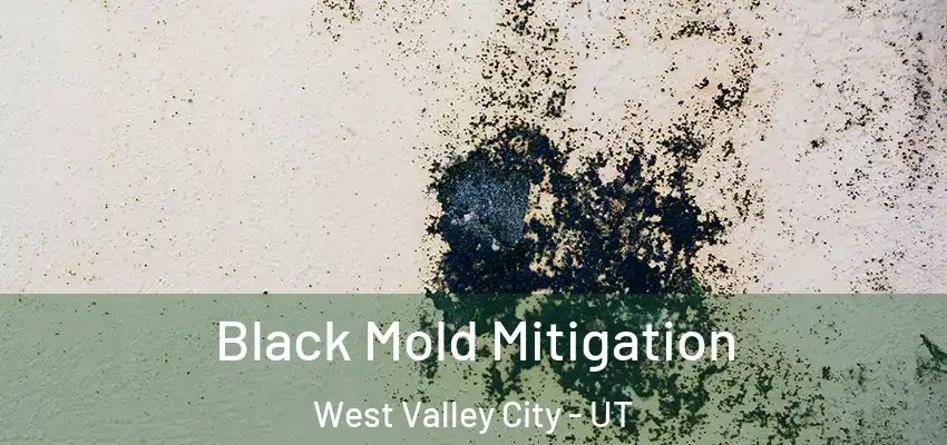  Black Mold Mitigation West Valley City - UT