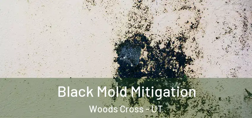 Black Mold Mitigation Woods Cross - UT