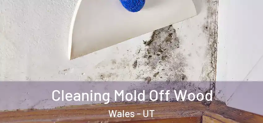 Cleaning Mold Off Wood Wales - UT