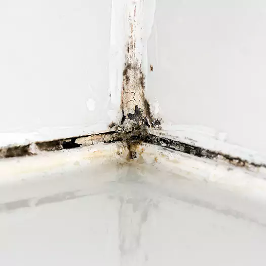 Trusted Black Mold in Shower Experts in Ogden, UT