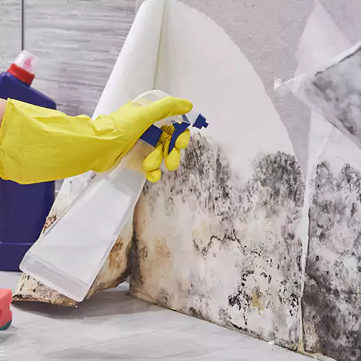 Reliable Mold Abatement Specialists in Ogden, UT