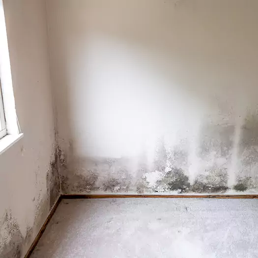 Trusted Mold Cleanup Specialists in Ogden, UT