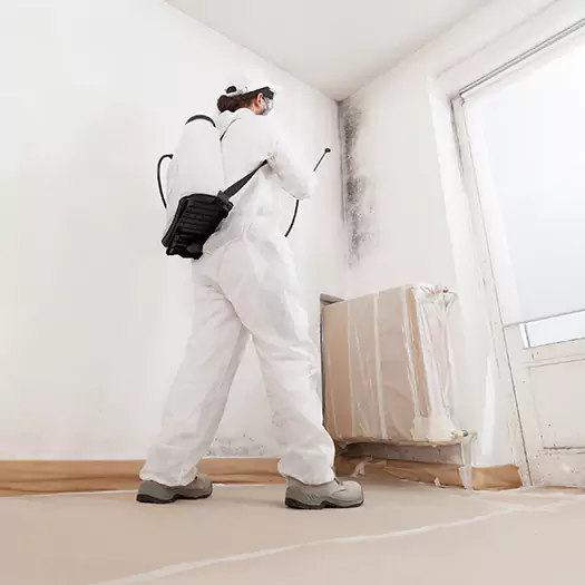 Trusted Mold Damage Experts in Ogden, UT