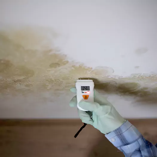 Reliable Mold Inspection Experts in Ogden, UT