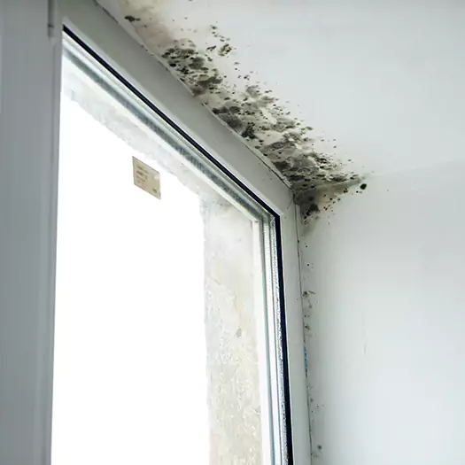 Trusted Mold on Bathroom Ceiling Experts in Ogden, UT