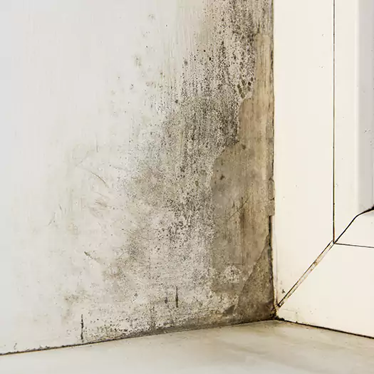 Skilled Mold on Drywall Experts in Ogden, UT