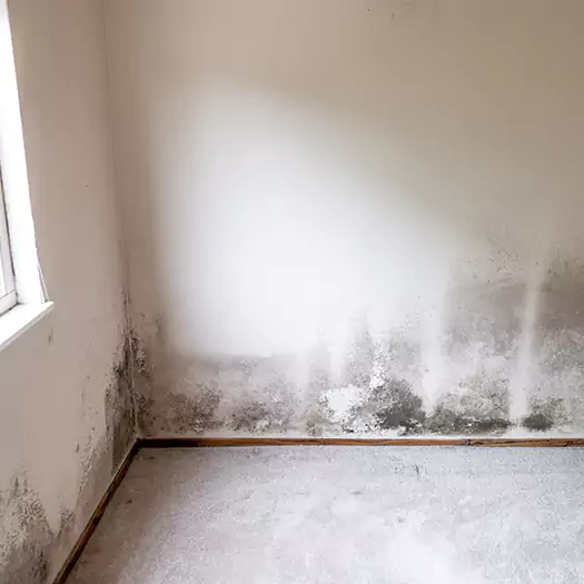 Trusted Mold on the Wall Experts in Ogden, UT