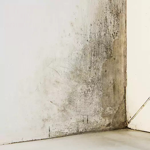 #1 Mold Remediation and Removal Experts in Ogden, UT