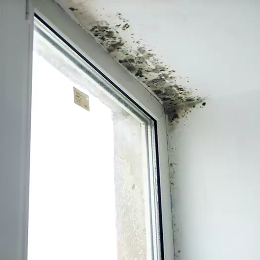 Reliable Mold Treatment Specialists in Ogden, UT