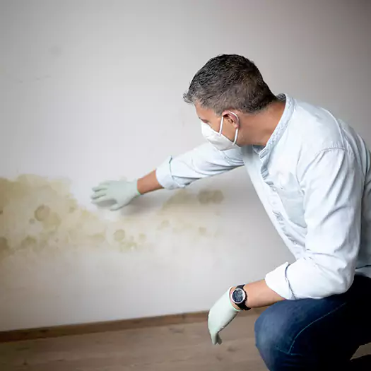 Trusted Mold Remediation and Removal Experts in Ogden, UT