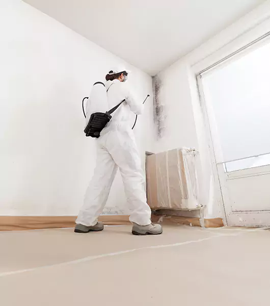 Specialists in All Areas of Mold Remediation and Water Damage Restoration in Ogden, UT
