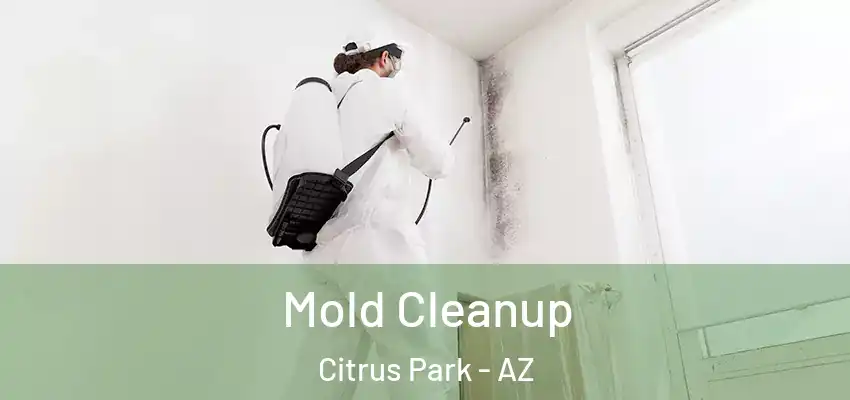  Mold Cleanup Citrus Park - AZ