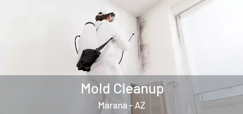 Mold Cleanup Marana - AZ