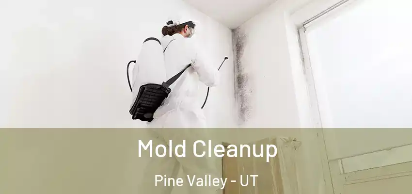  Mold Cleanup Pine Valley - UT