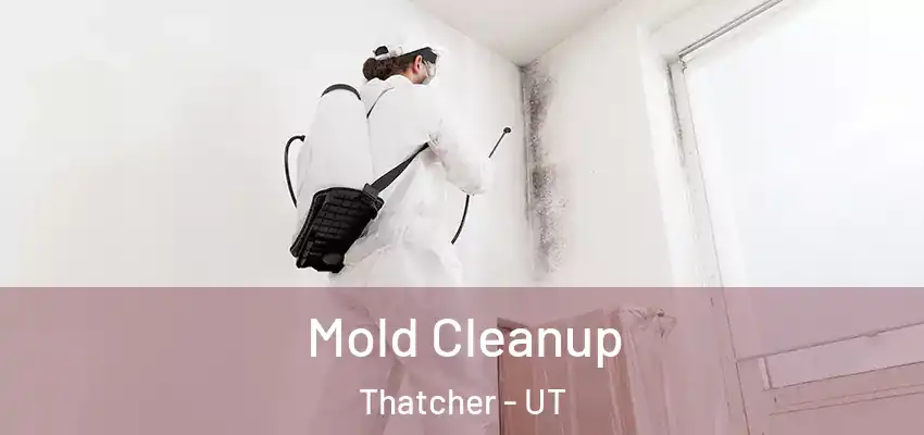  Mold Cleanup Thatcher - UT