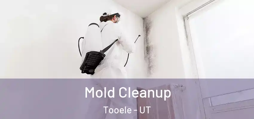 Mold Cleanup Tooele - UT