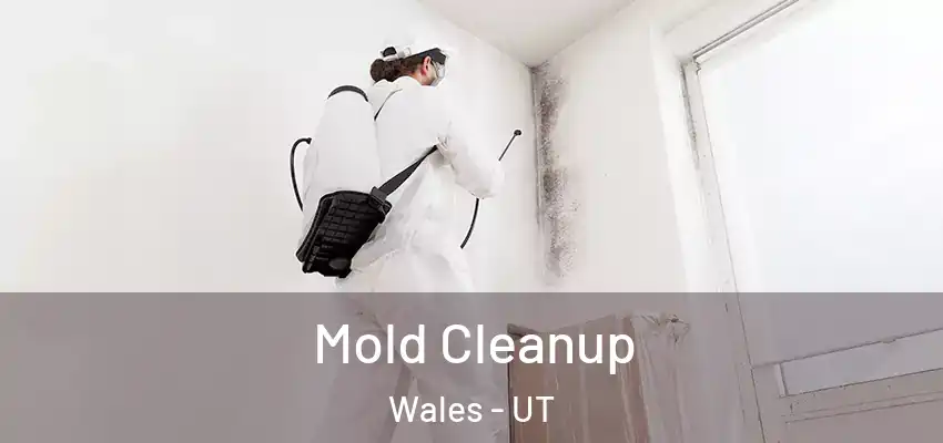 Mold Cleanup Wales - UT