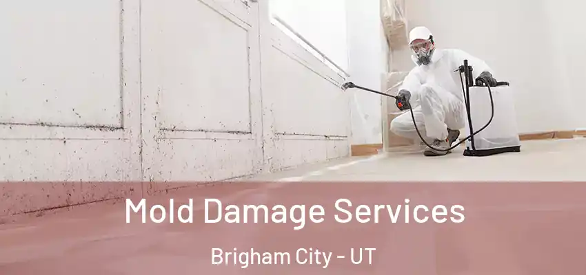  Mold Damage Services Brigham City - UT