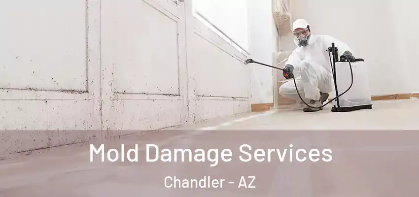  Mold Damage Services Chandler - AZ