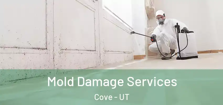  Mold Damage Services Cove - UT