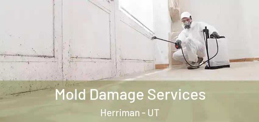  Mold Damage Services Herriman - UT