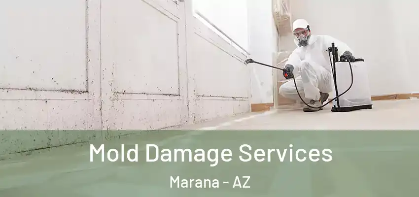 Mold Damage Services Marana - AZ