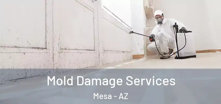 Mold Damage Services Mesa - AZ