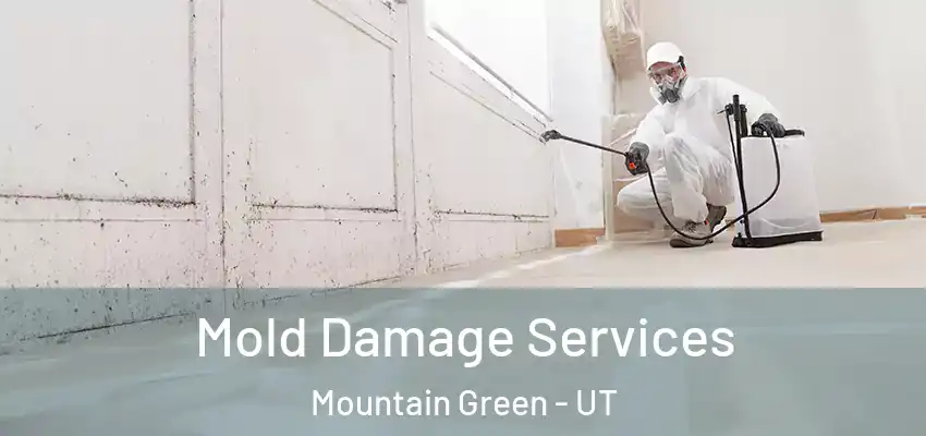  Mold Damage Services Mountain Green - UT