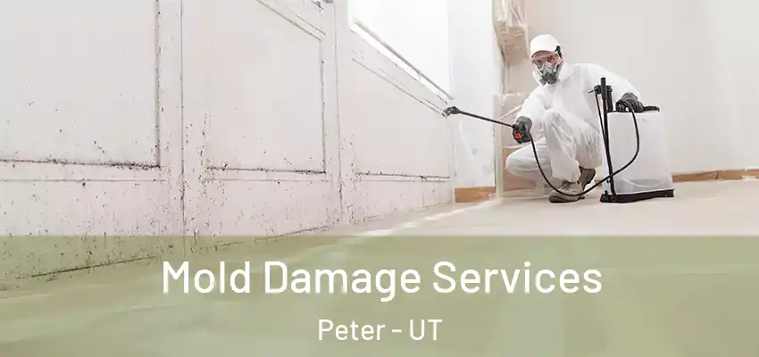  Mold Damage Services Peter - UT