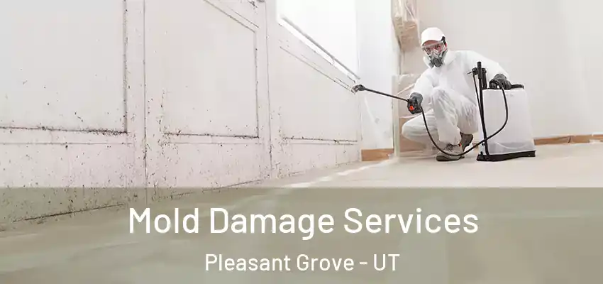 Mold Damage Services Pleasant Grove - UT