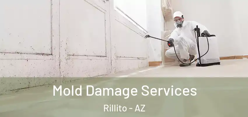 Mold Damage Services Rillito - AZ