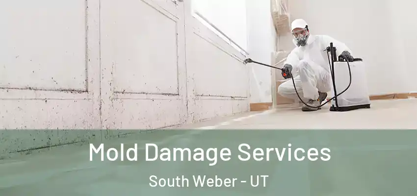  Mold Damage Services South Weber - UT