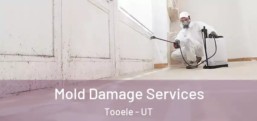 Mold Damage Services Tooele - UT