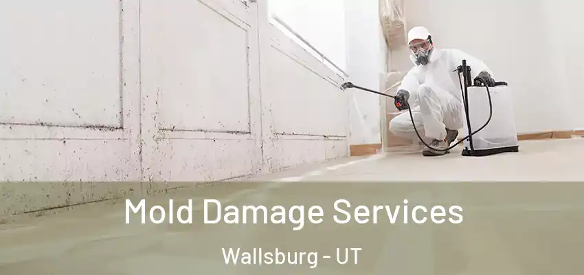  Mold Damage Services Wallsburg - UT
