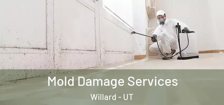  Mold Damage Services Willard - UT