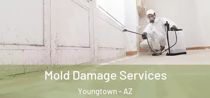Mold Damage Services Youngtown - AZ