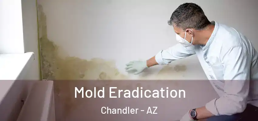  Mold Eradication Chandler - AZ