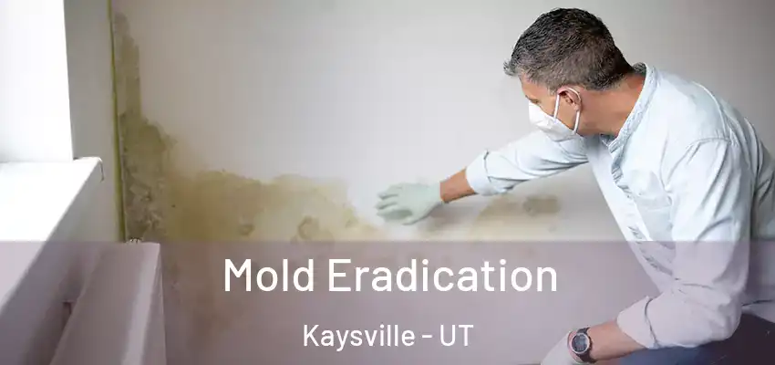  Mold Eradication Kaysville - UT