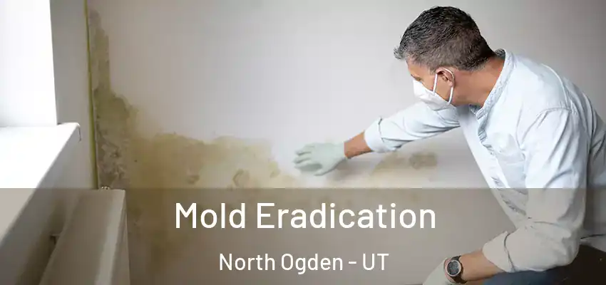  Mold Eradication North Ogden - UT