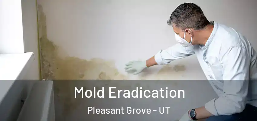  Mold Eradication Pleasant Grove - UT