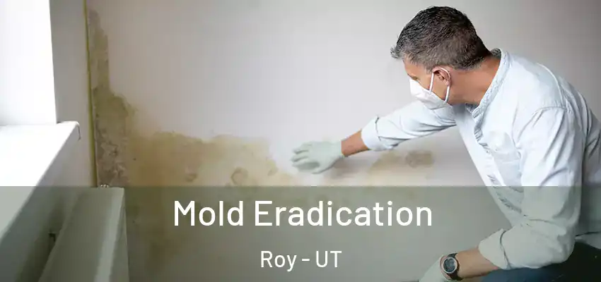  Mold Eradication Roy - UT