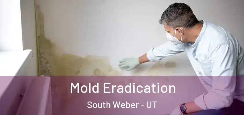  Mold Eradication South Weber - UT