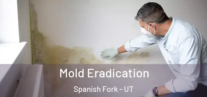 Mold Eradication Spanish Fork - UT