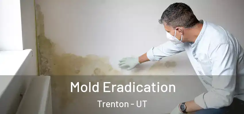  Mold Eradication Trenton - UT