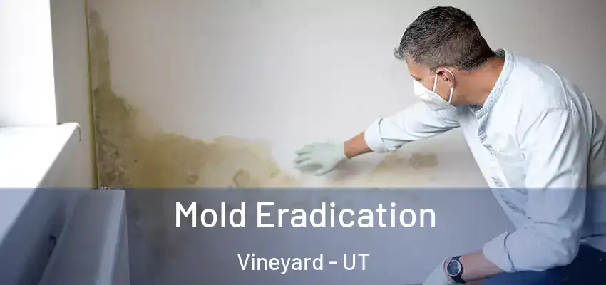 Mold Eradication Vineyard - UT