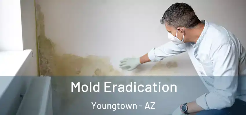 Mold Eradication Youngtown - AZ