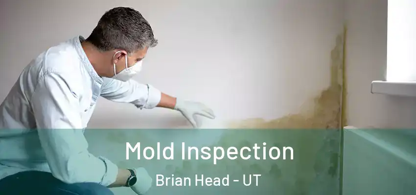 Mold Inspection Brian Head - UT