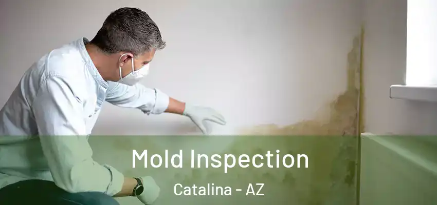  Mold Inspection Catalina - AZ