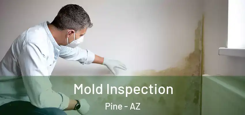 Mold Inspection Pine - AZ
