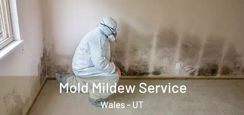 Mold Mildew Service Wales - UT
